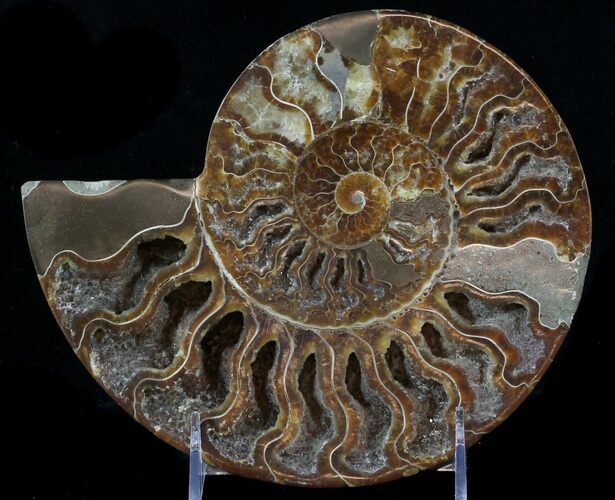 Cut Ammonite Fossil (Half) - Beautifully Agatized #58286